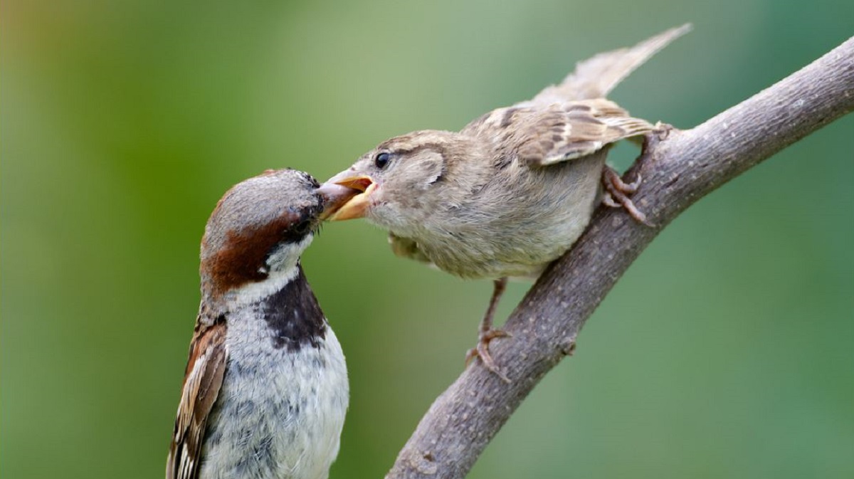 New Zealand Birds and Animals